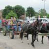 Horse & Buggy rides